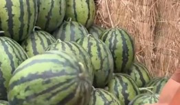 全娱乐吃瓜,揭秘娱乐圈背后的那些事儿